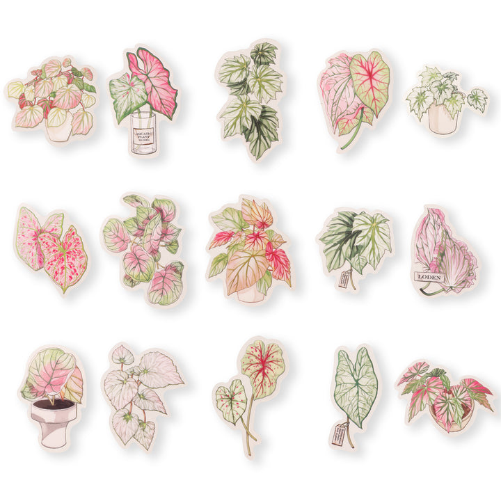 Colored Taro Stickers - 30 Pcs