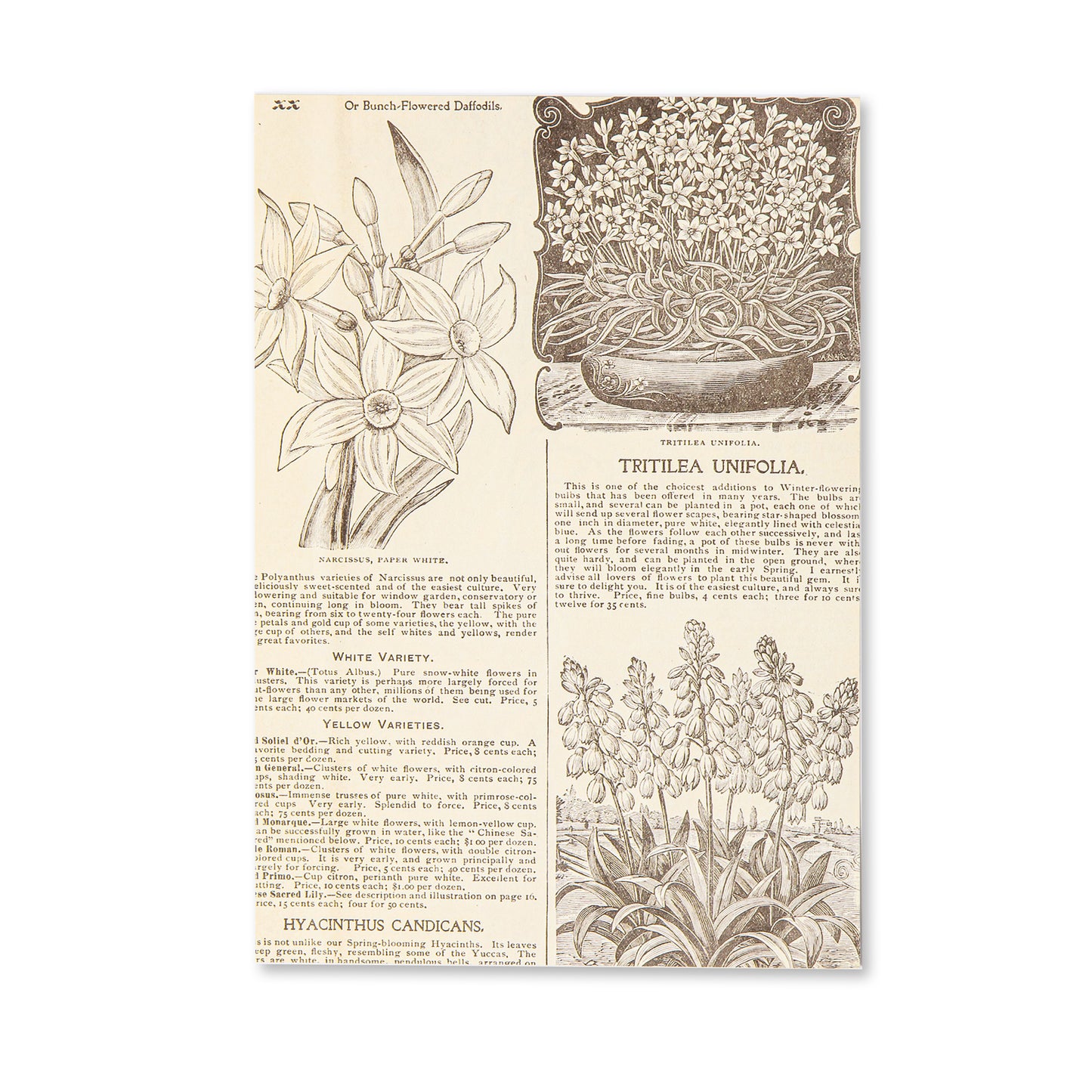 Vintage Scrapbooking Paper Pad - Floral - 30 Sheets